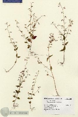 URN_catalog_HBHinton_herbarium_13460.jpg.jpg
