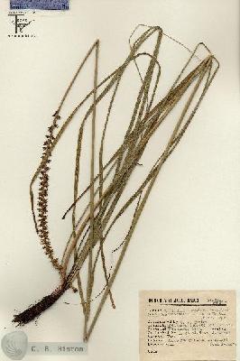 URN_catalog_HBHinton_herbarium_13465.jpg.jpg