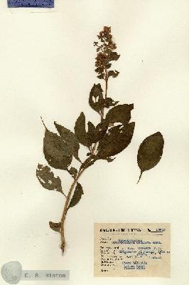 URN_catalog_HBHinton_herbarium_13513.jpg.jpg