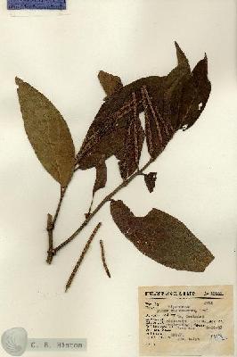 URN_catalog_HBHinton_herbarium_13633.jpg.jpg