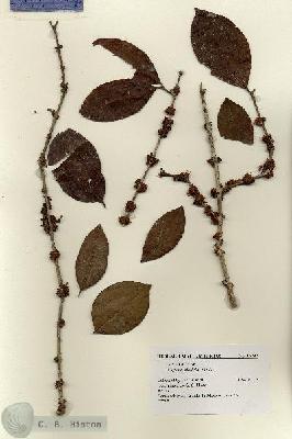 URN_catalog_HBHinton_herbarium_16292.jpg.jpg