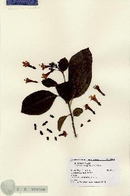 URN_catalog_HBHinton_herbarium_15908.jpg.jpg