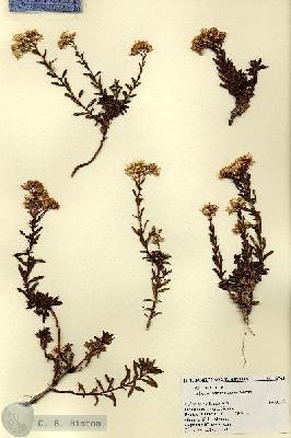 URN_catalog_HBHinton_herbarium_18763.jpg.jpg