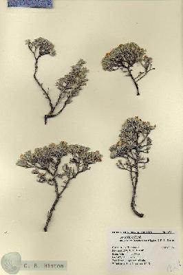 URN_catalog_HBHinton_herbarium_18211.jpg.jpg