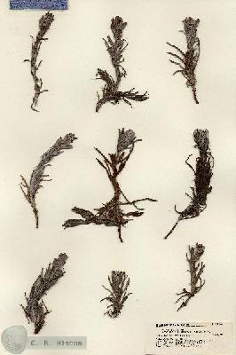 URN_catalog_HBHinton_herbarium_18422.jpg.jpg