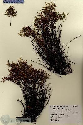 URN_catalog_HBHinton_herbarium_18765.jpg.jpg