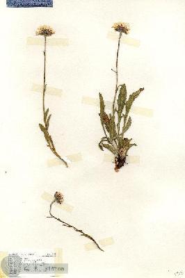 URN_catalog_HBHinton_herbarium_18868.jpg.jpg