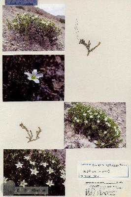 URN_catalog_HBHinton_herbarium_20957.jpg.jpg