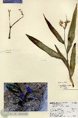 URN_catalog_HBHinton_herbarium_23013.jpg.jpg