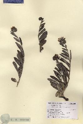 URN_catalog_HBHinton_herbarium_21950.jpg.jpg