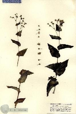 URN_catalog_HBHinton_herbarium_22082.jpg.jpg