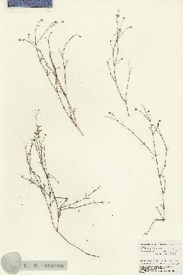 URN_catalog_HBHinton_herbarium_23706.jpg.jpg