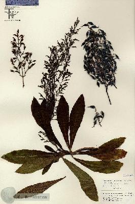URN_catalog_HBHinton_herbarium_26227.jpg.jpg