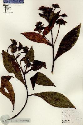 URN_catalog_HBHinton_herbarium_26409.jpg.jpg