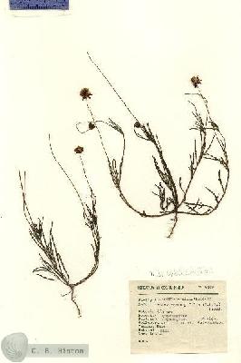 URN_catalog_HBHinton_herbarium_6449.jpg.jpg