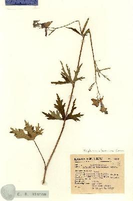 URN_catalog_HBHinton_herbarium_6579.jpg.jpg