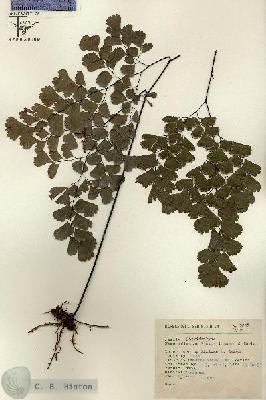 URN_catalog_HBHinton_herbarium_6832.jpg.jpg