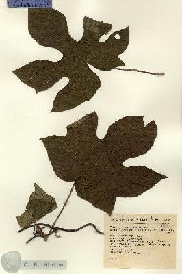 URN_catalog_HBHinton_herbarium_4314.jpg.jpg