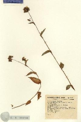 URN_catalog_HBHinton_herbarium_8648.jpg.jpg