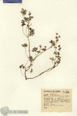 URN_catalog_HBHinton_herbarium_4617.jpg.jpg