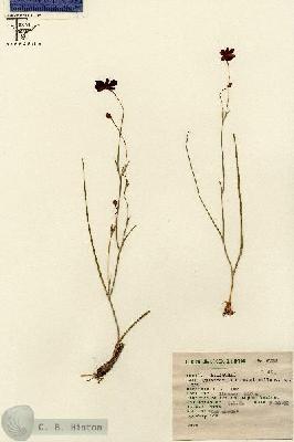 URN_catalog_HBHinton_herbarium_4739.jpg.jpg