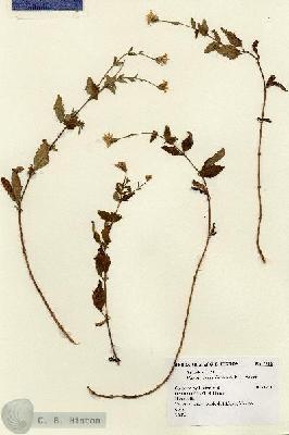 URN_catalog_HBHinton_herbarium_7616.jpg.jpg