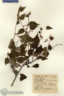 URN_catalog_HBHinton_herbarium_4917.jpg.jpg