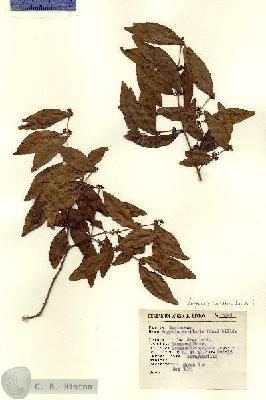 URN_catalog_HBHinton_herbarium_7695.jpg.jpg