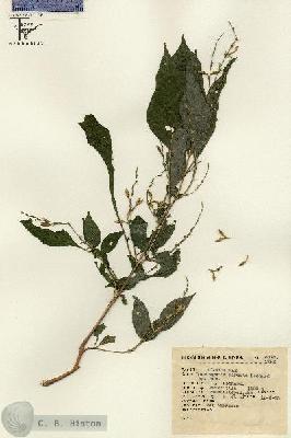 URN_catalog_HBHinton_herbarium_5318.jpg.jpg