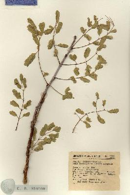 URN_catalog_HBHinton_herbarium_7746.jpg.jpg