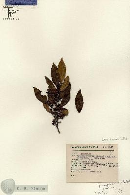 URN_catalog_HBHinton_herbarium_8653.jpg.jpg