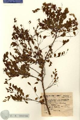 URN_catalog_HBHinton_herbarium_6311.jpg.jpg