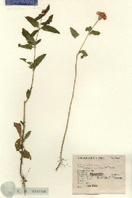 URN_catalog_HBHinton_herbarium_8148.jpg.jpg
