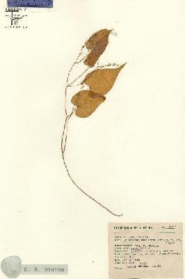 URN_catalog_HBHinton_herbarium_8475.jpg.jpg