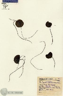 URN_catalog_HBHinton_herbarium_9145.jpg.jpg