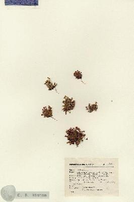 URN_catalog_HBHinton_herbarium_17292.jpg.jpg