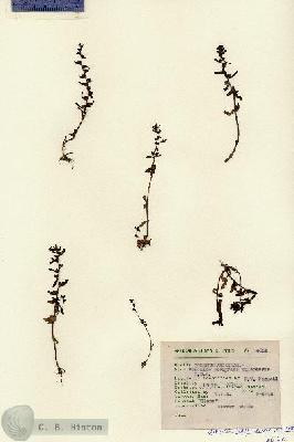 URN_catalog_HBHinton_herbarium_4632.jpg.jpg