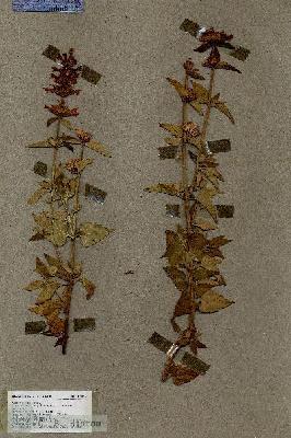URN_catalog_HBHinton_herbarium_17305.jpg.jpg