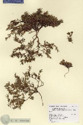 URN_catalog_HBHinton_herbarium_17322.jpg.jpg
