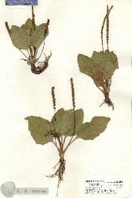 URN_catalog_HBHinton_herbarium_20334.jpg.jpg