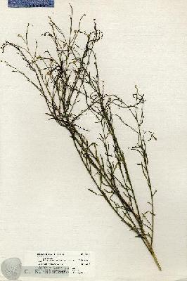 URN_catalog_HBHinton_herbarium_20355.jpg.jpg