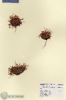 URN_catalog_HBHinton_herbarium_17915.jpg.jpg