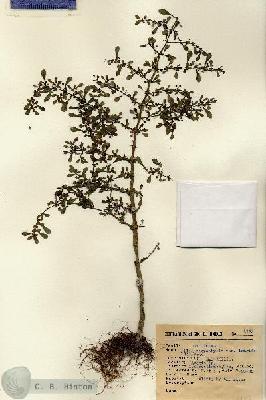 URN_catalog_HBHinton_herbarium_8122.jpg.jpg