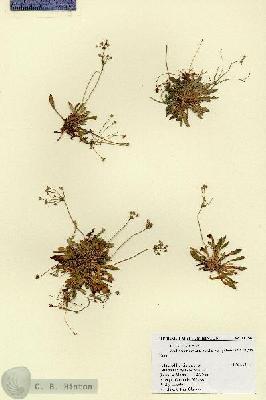 URN_catalog_HBHinton_herbarium_18156.jpg.jpg