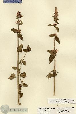 URN_catalog_HBHinton_herbarium_18313.jpg.jpg
