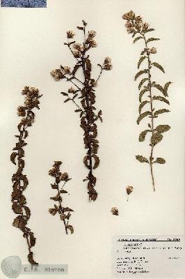 URN_catalog_HBHinton_herbarium_18319.jpg.jpg