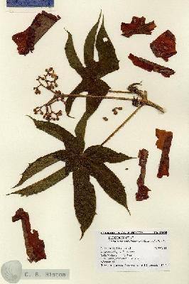 URN_catalog_HBHinton_herbarium_13908.jpg.jpg