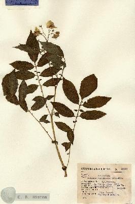 URN_catalog_HBHinton_herbarium_13995.jpg.jpg