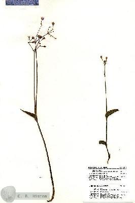 URN_catalog_HBHinton_herbarium_20811.jpg.jpg