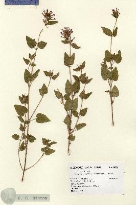 URN_catalog_HBHinton_herbarium_15125.jpg.jpg